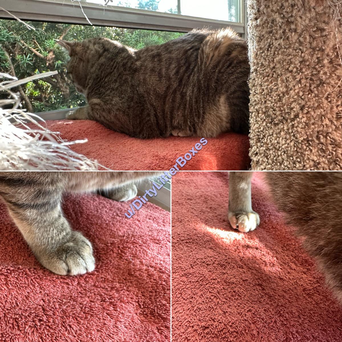 I do know feet pics are a ingredient, but how about cat paw pics? Mr. Jack showing a entrance and lend a hand paw.