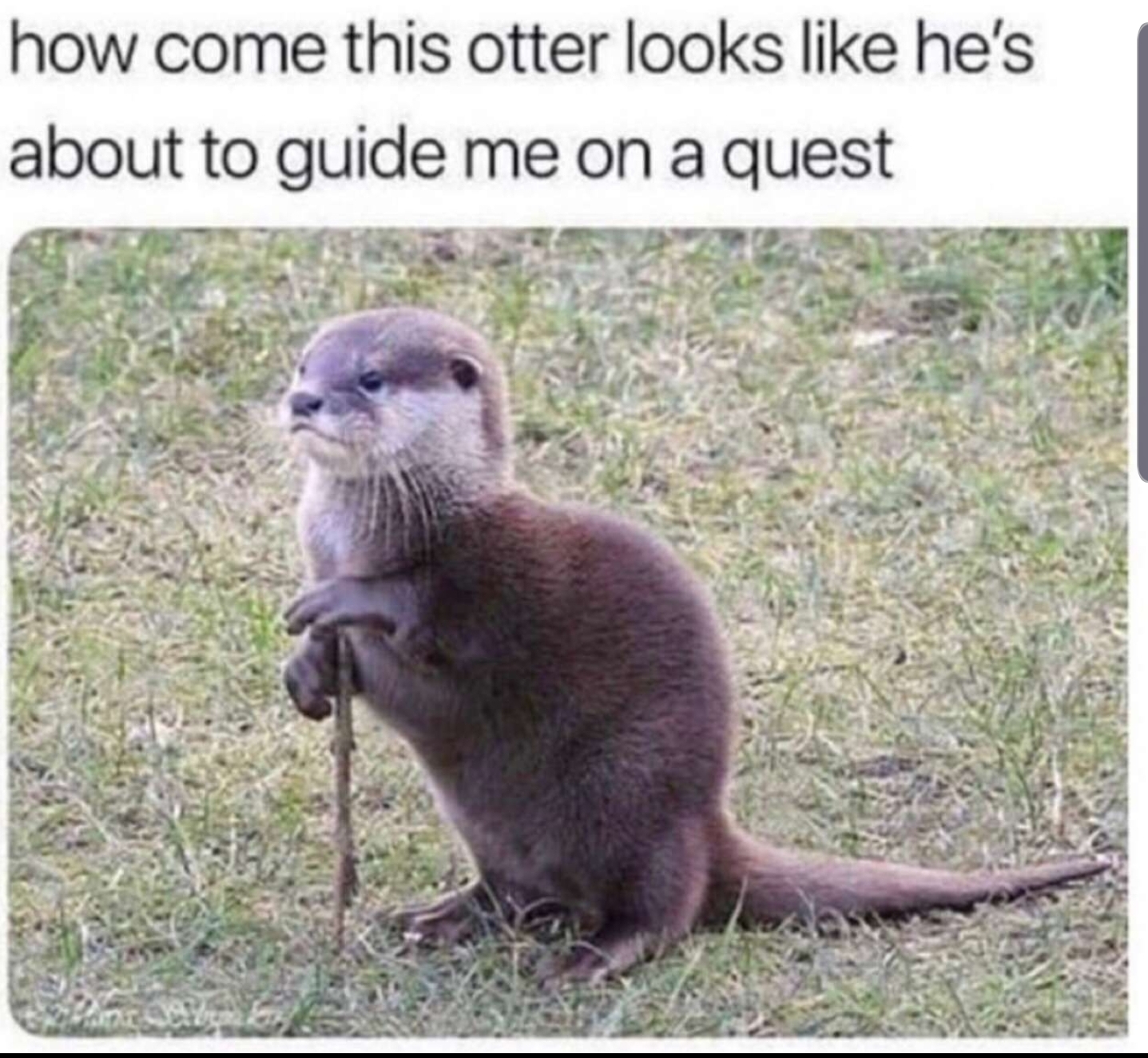 Otter acknowledge itself …