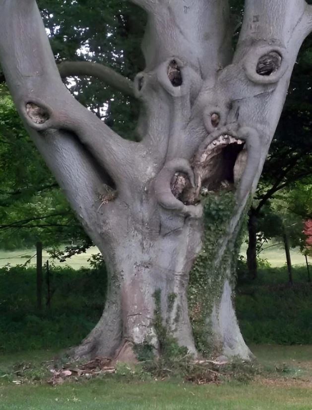 Tree demon