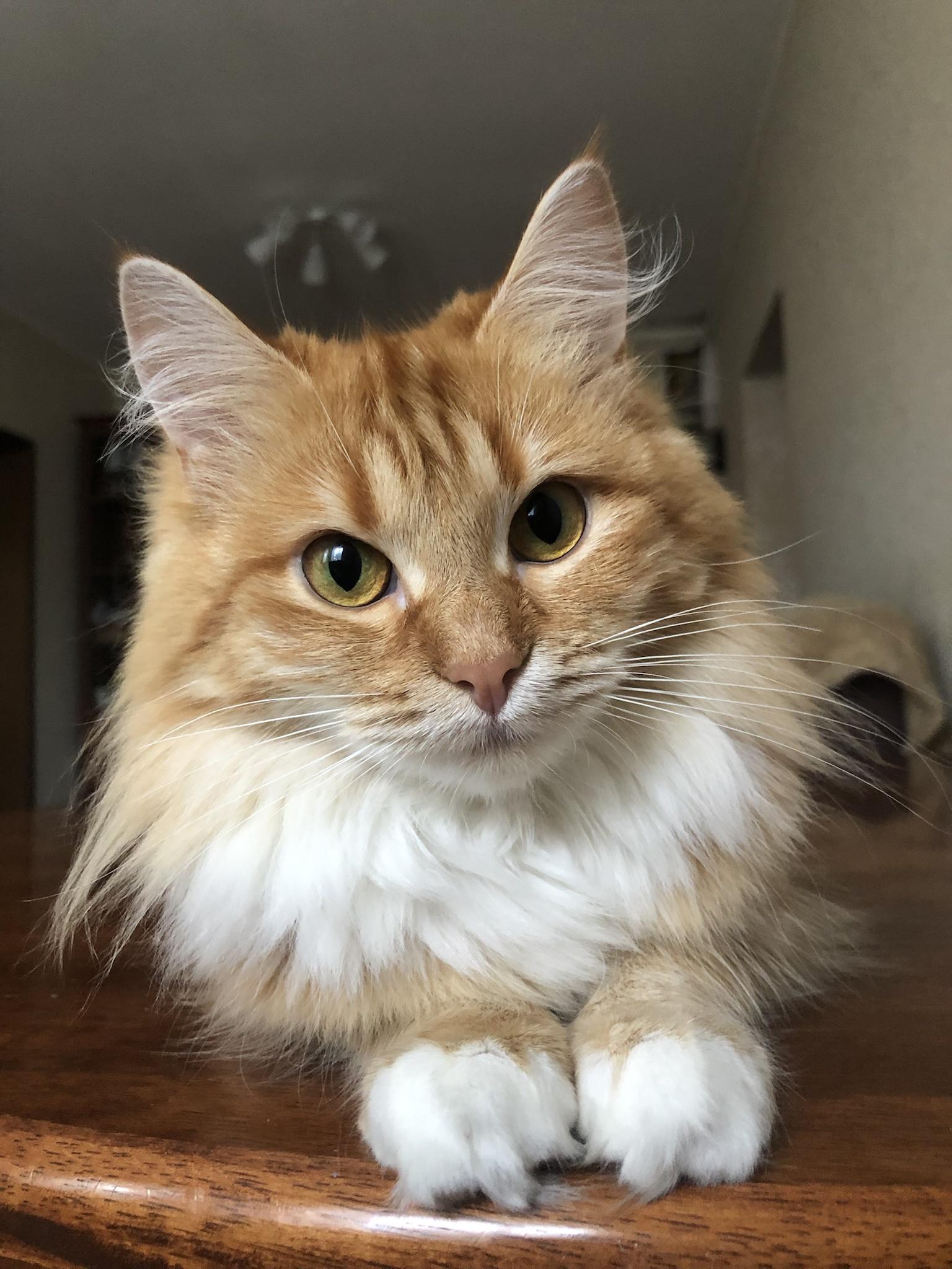 Vet said my cat is mix with a Maine coon. Is she glance like Maine coon?
