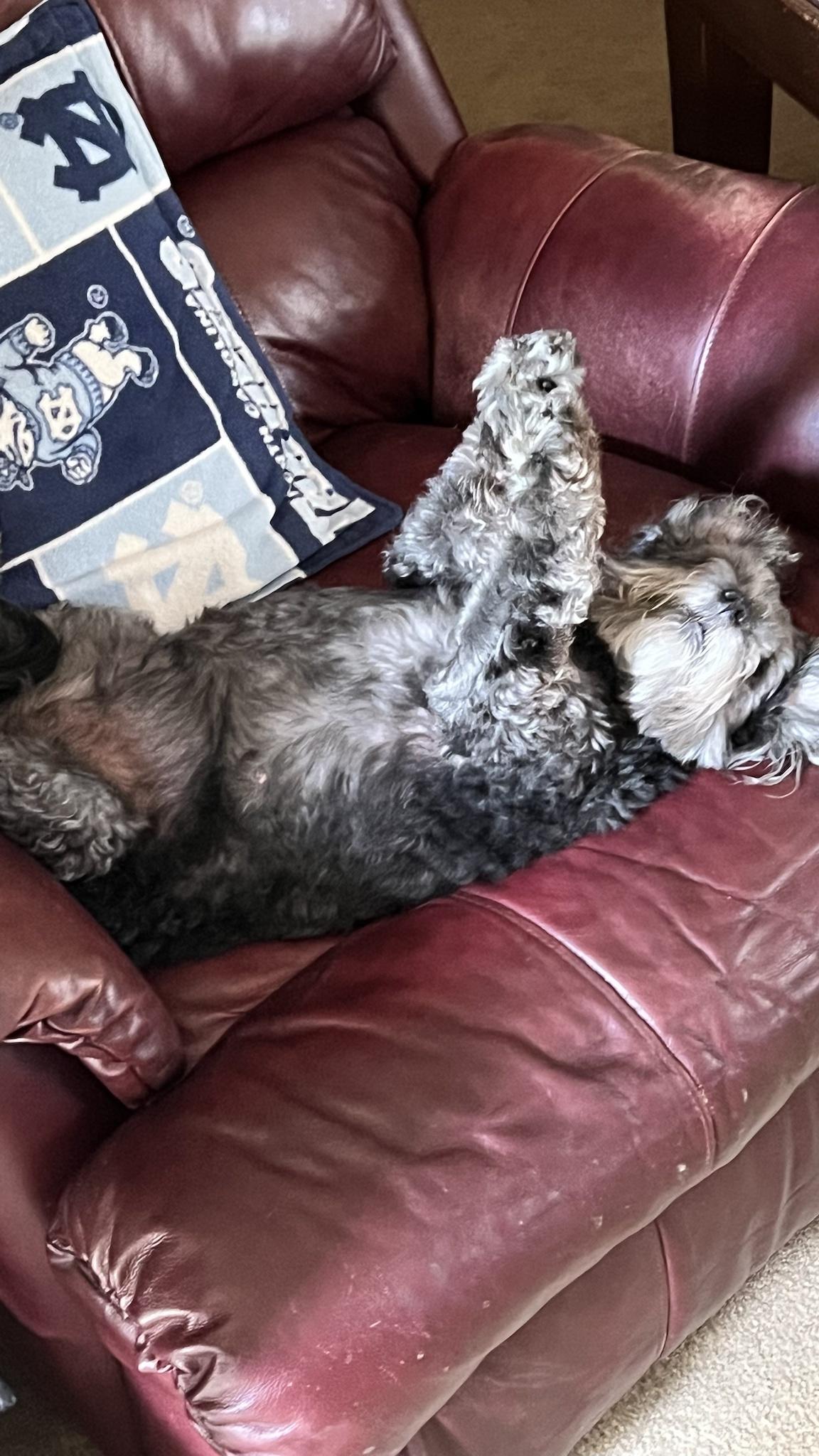 How my Dad’s canines Molly sleeps