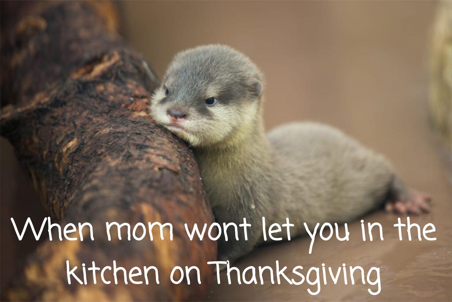 I otter give thanks