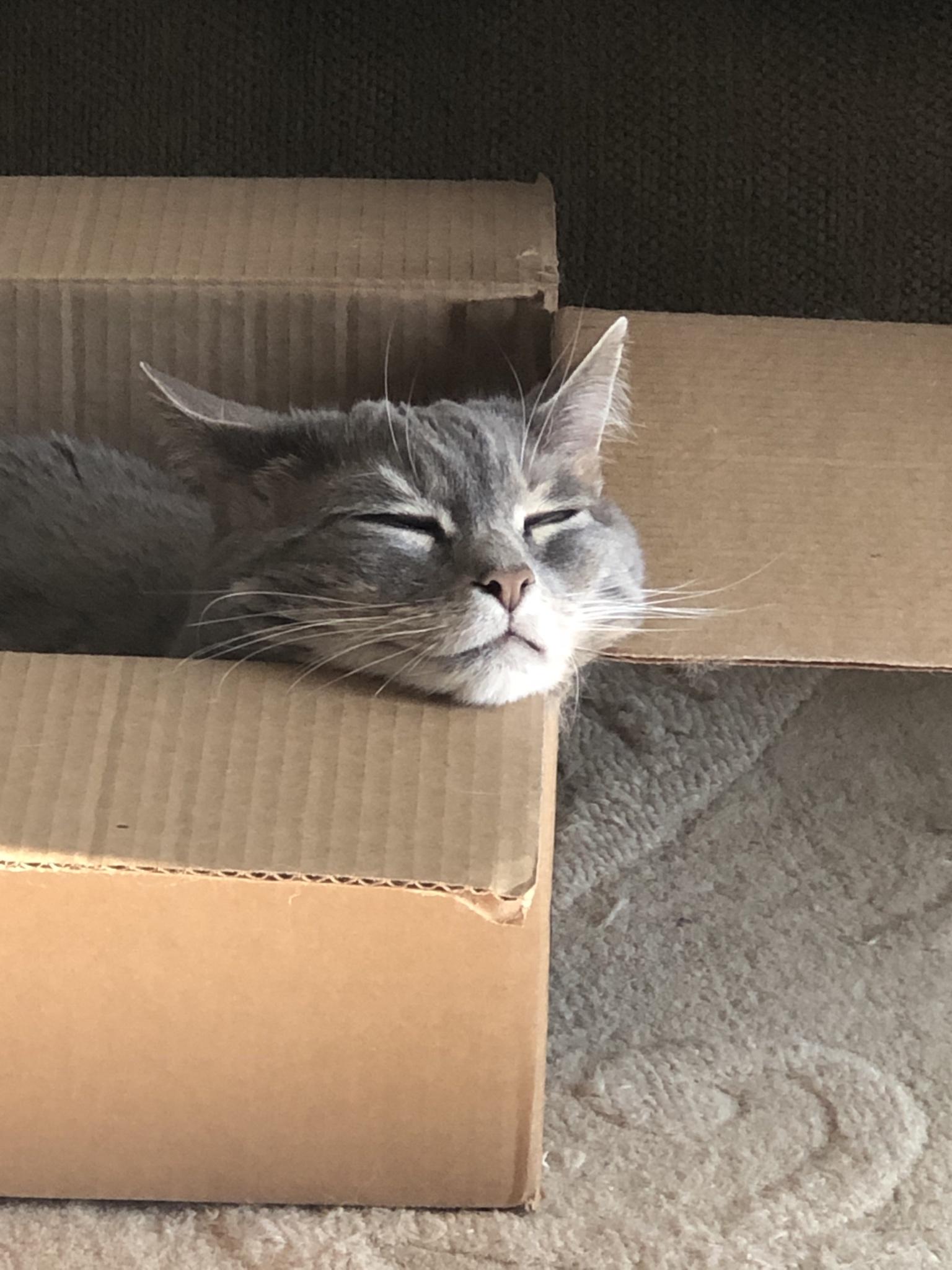 She loves falling asleep in her Amazon box