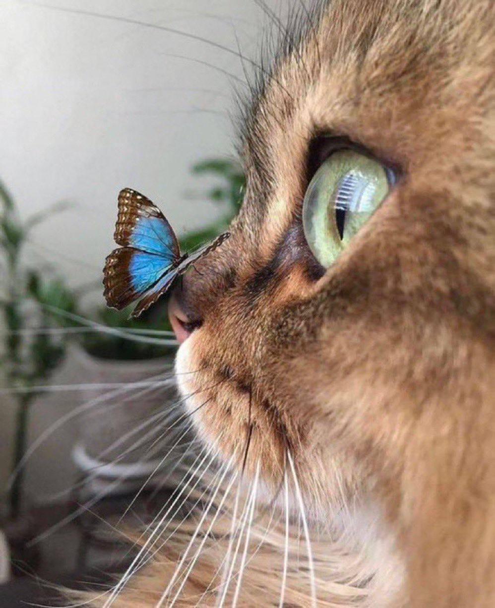 comely cat taken aback by a cute blueish butterfly