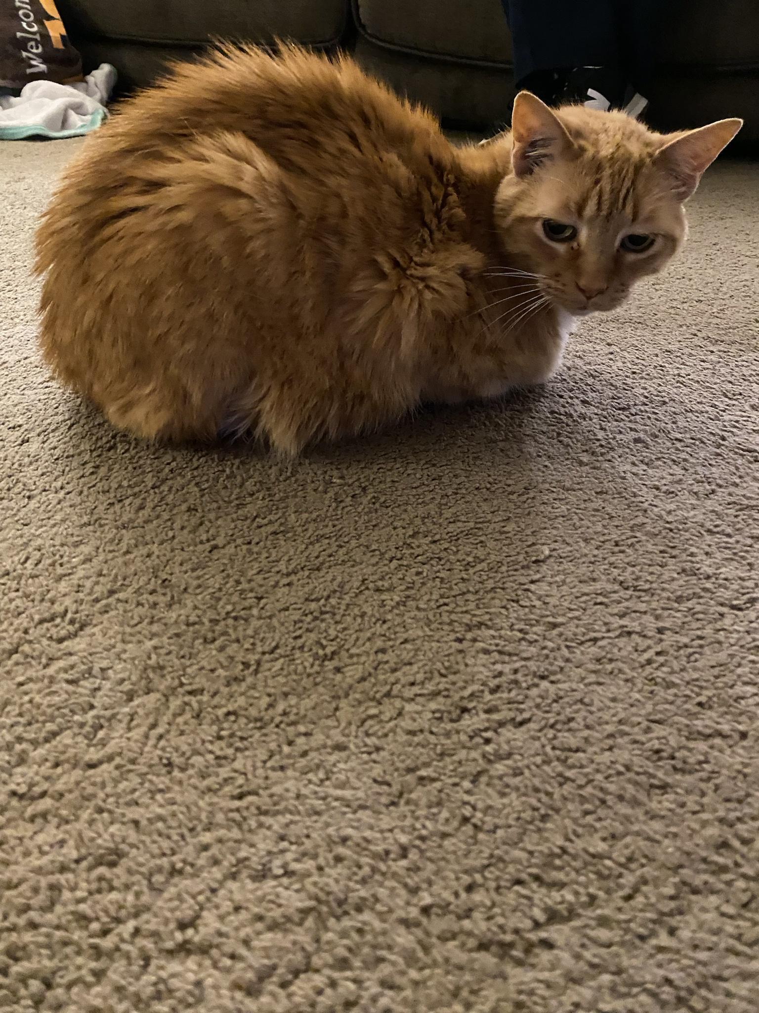 Cat loaf