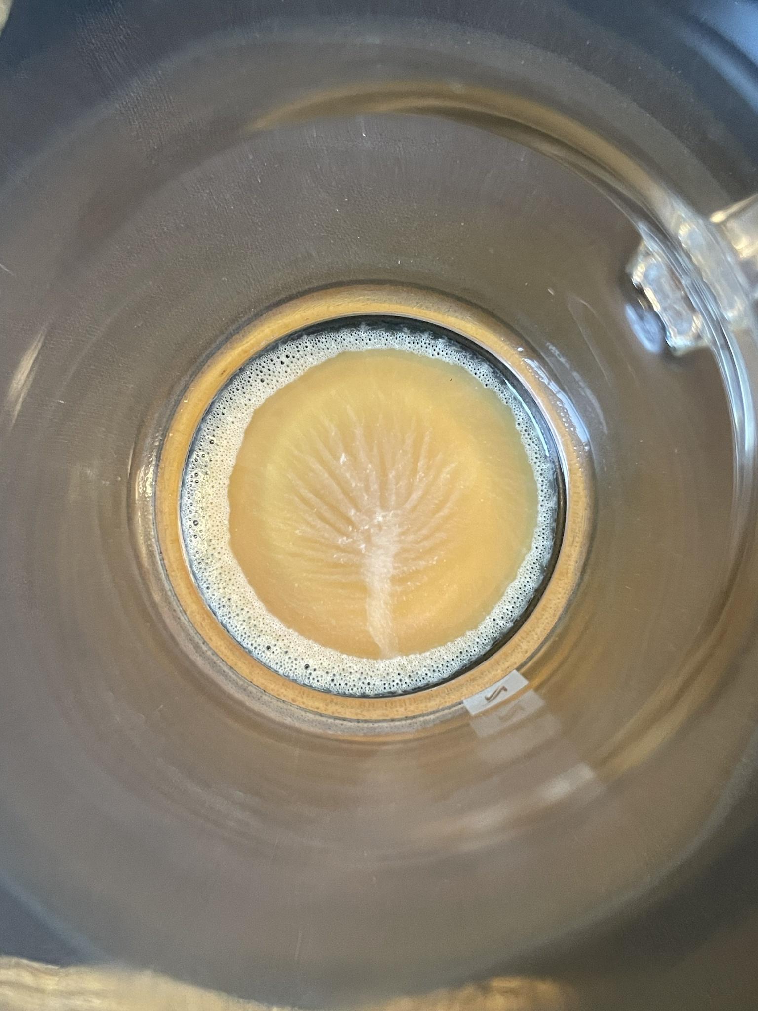Bottom of my espresso cup made a snow lined tree
