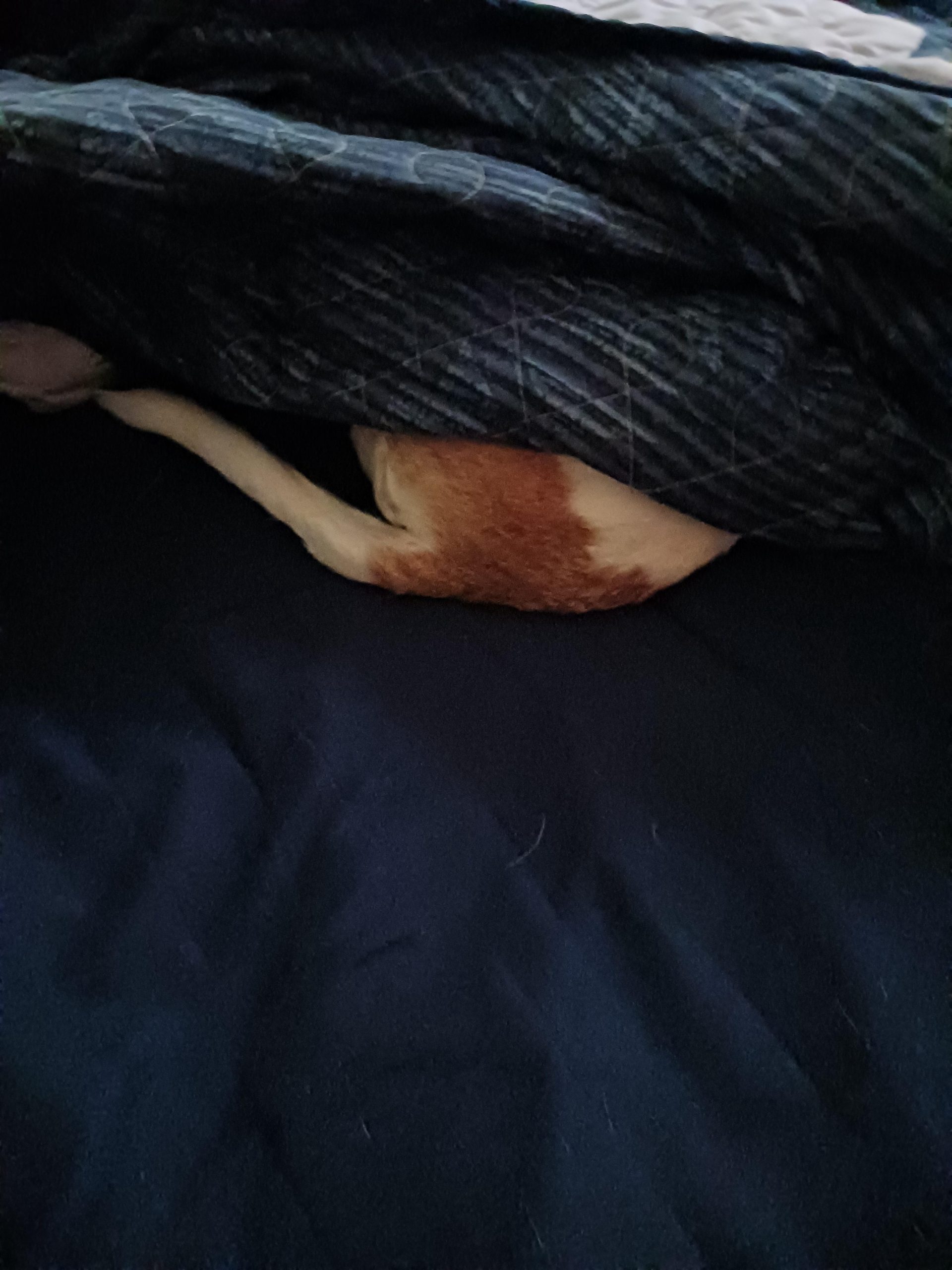 Fine morning from dog butt.