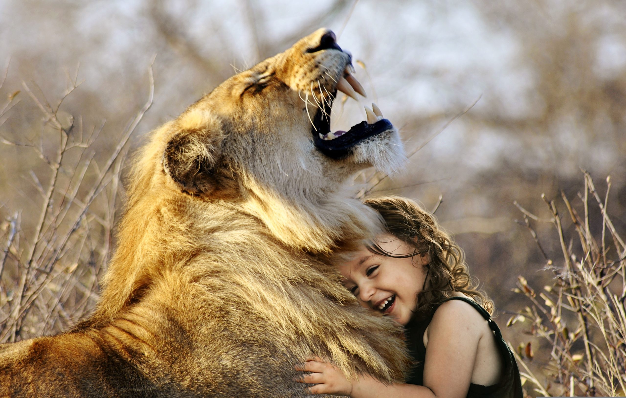 The enjoyment of the lion with the runt girl