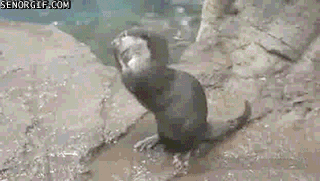 Comprise some Otters.