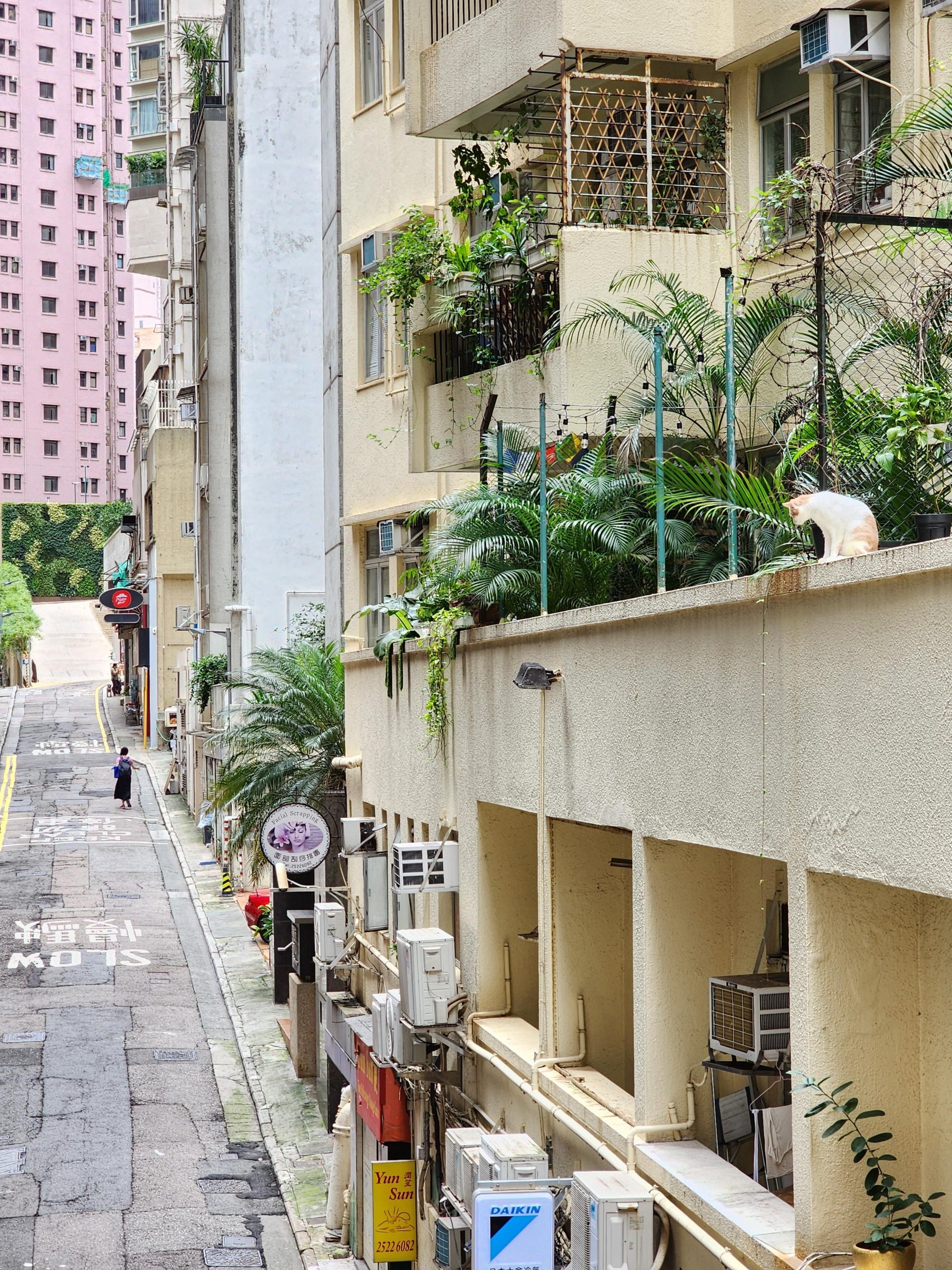 Cat Perch – Hong Kong, this morning