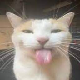cat but png
