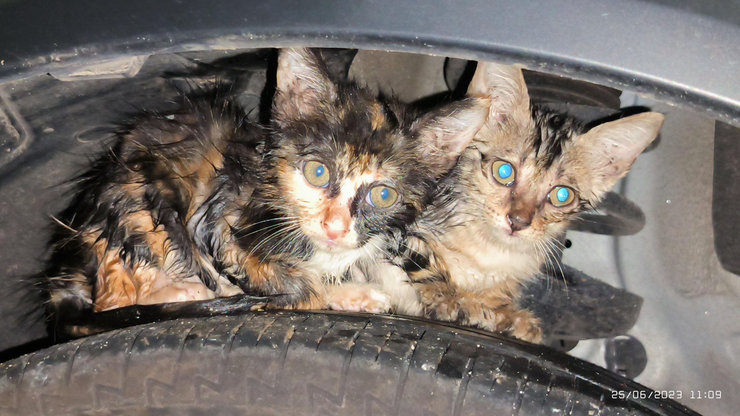 The terrible kittens are attempting to search out shelter