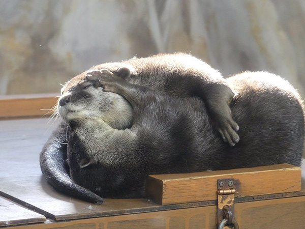 Otterly relaxed