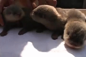 Minute one otters