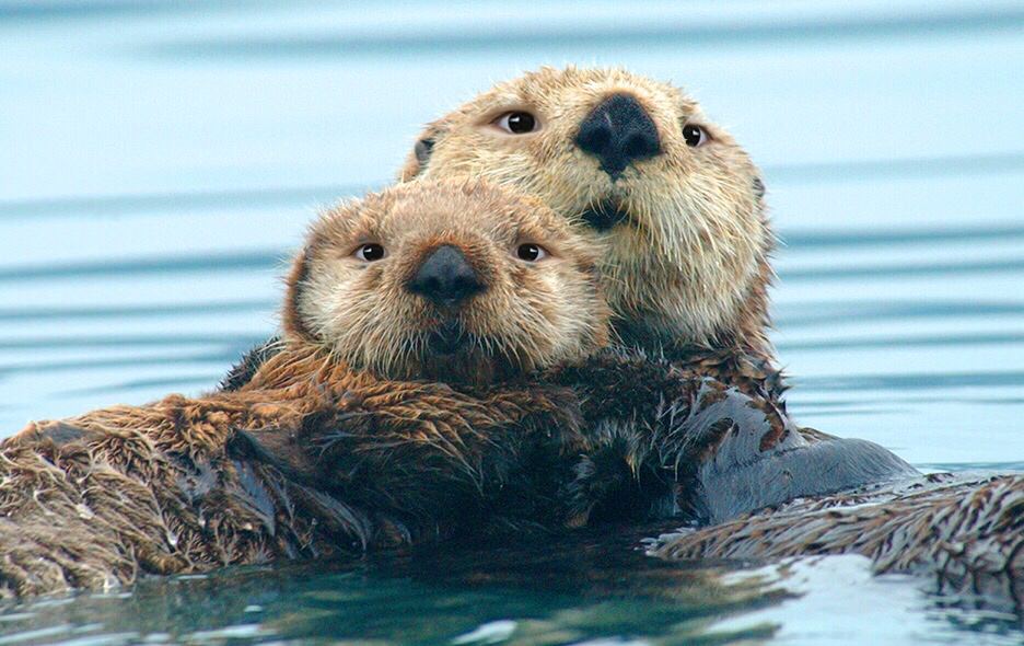 Otters with of us eyes