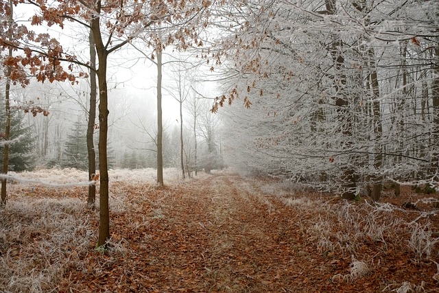 forest, path, snow
