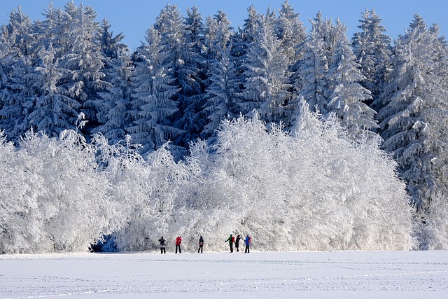 winter, nature, trees
