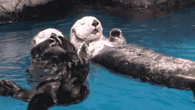 Otters rob hand so that they don’t float a ways from every otter whereas they sleep