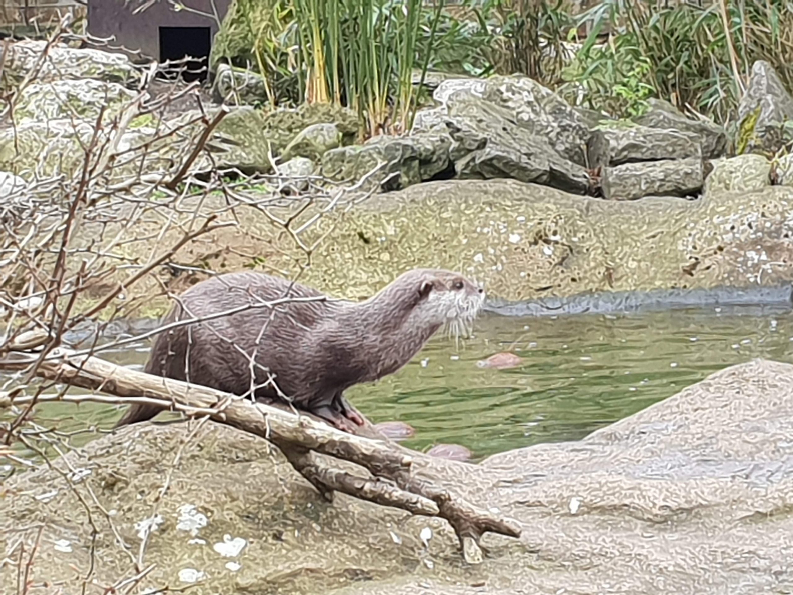 Otters!!!