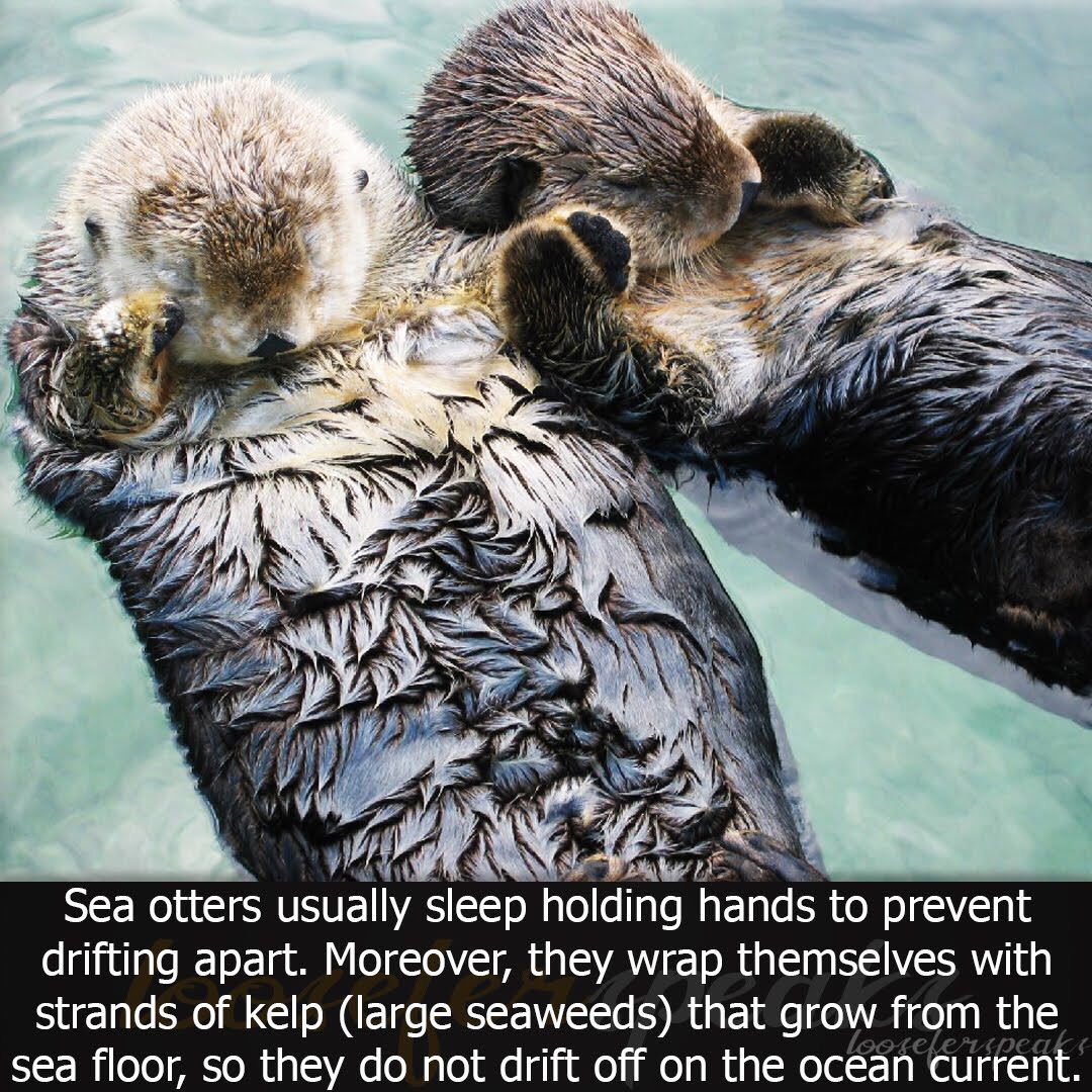 Sea otters sleep conserving hands.