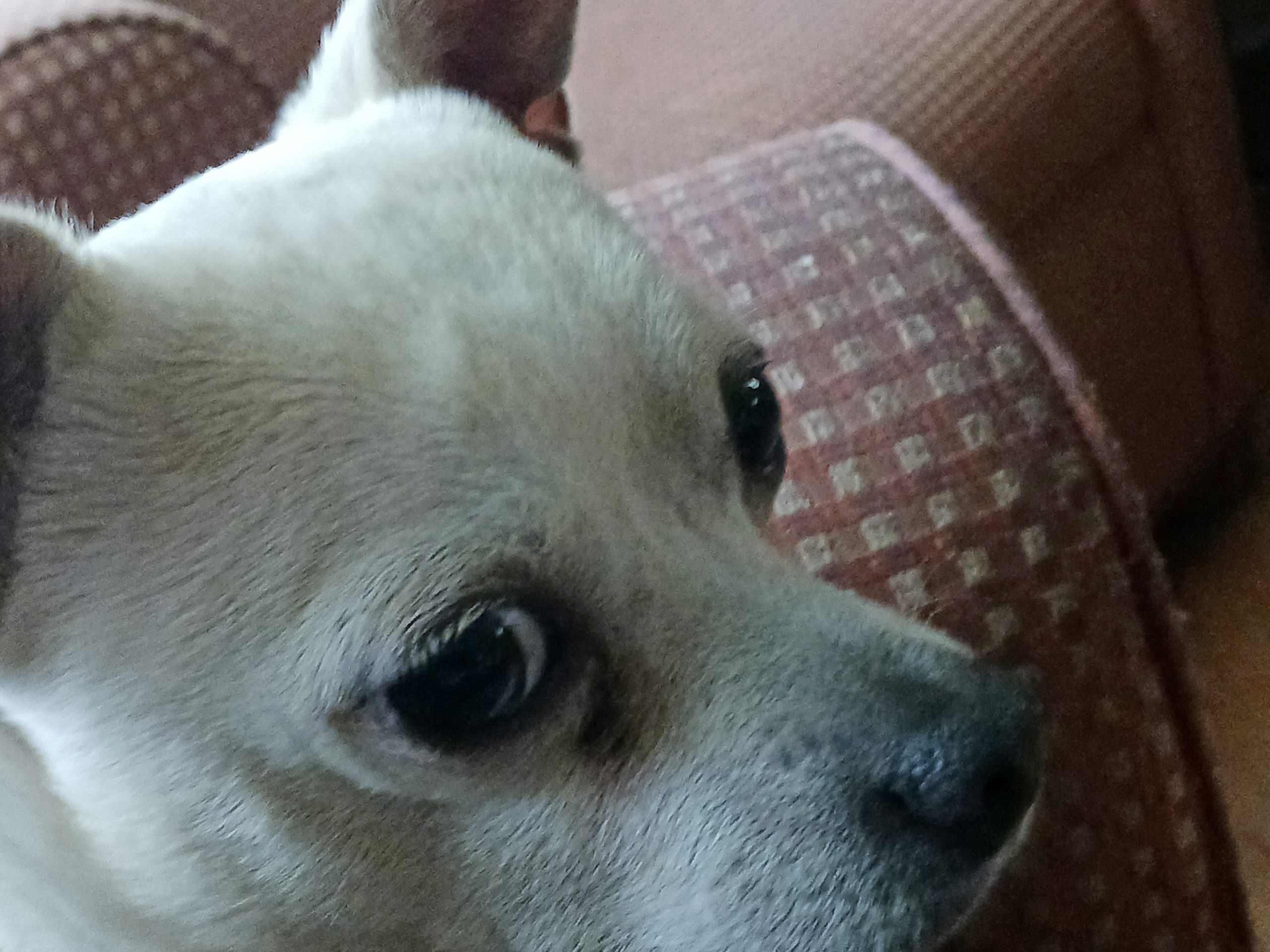 Chihuahua Macro.
