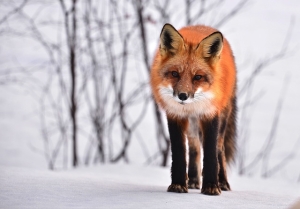 fox, winter, animal