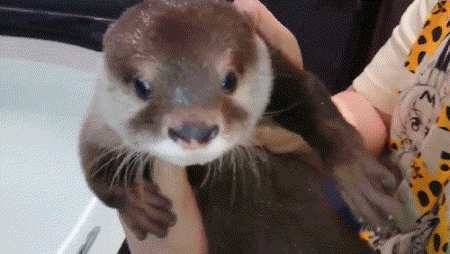 Otters first bath