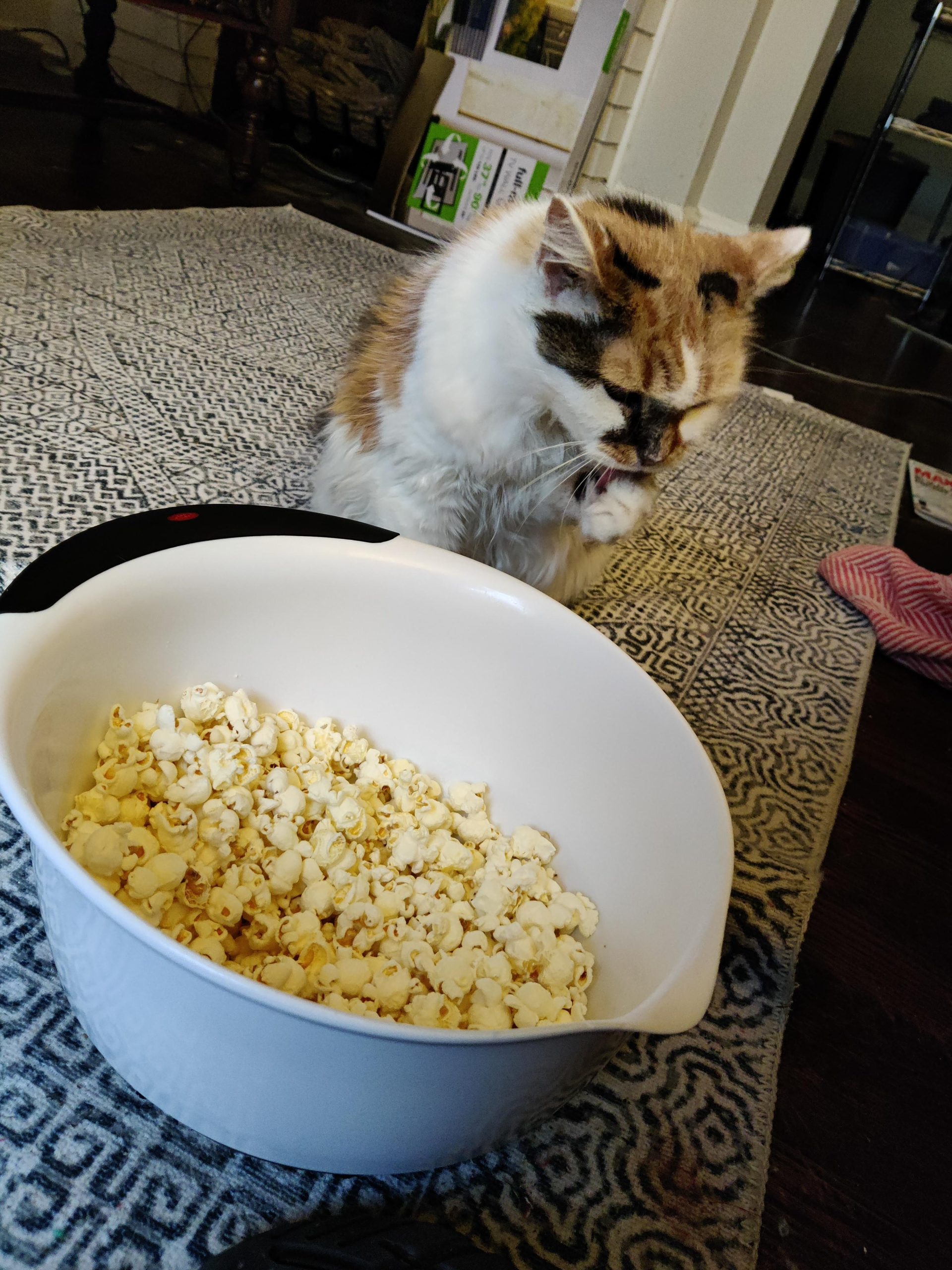 Record of my cat everyday #5 – yummy!