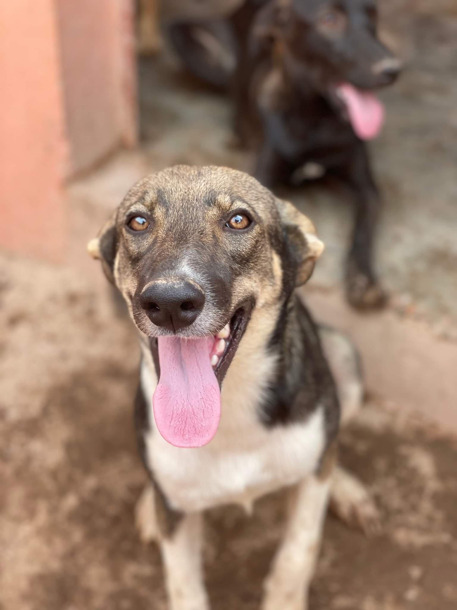 Money, one in every of our fair as of late rescued dogs from the City pound, at the side of four of his friends from our refuge, is scheduled for sterilization very rapidly. We qualified ask your aid in covering the veterinary costs and post-surgical procedure remedies