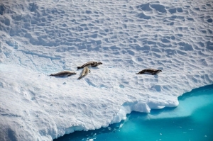 antarctica, seals, iceberg