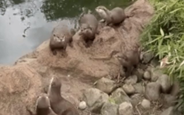 What even are otters