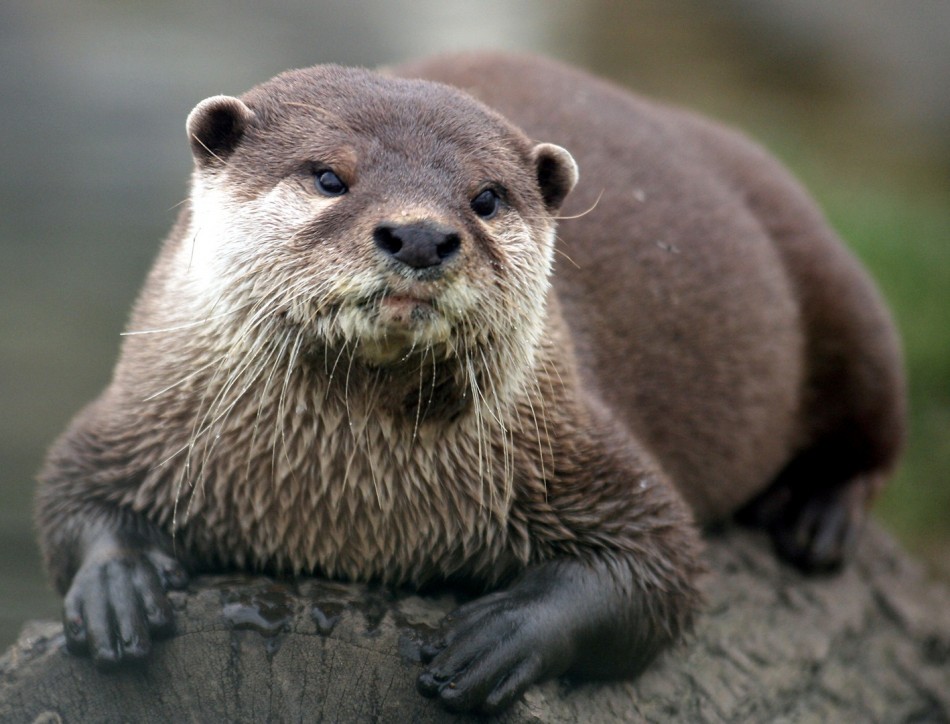 Otters don’t seem like always gorgeous (Graphic)