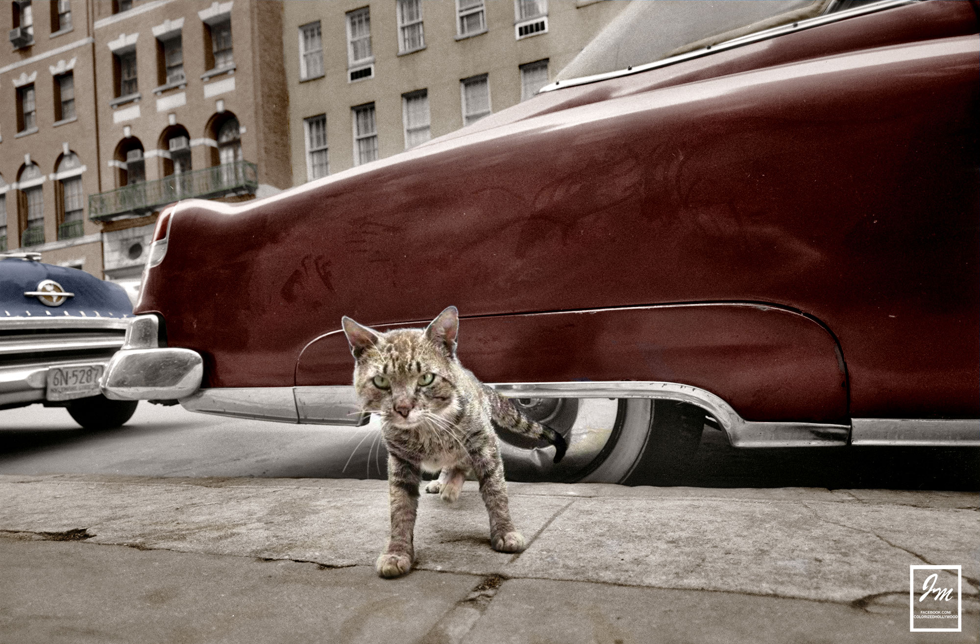 Cat on the sidewalk in Original York, 1959