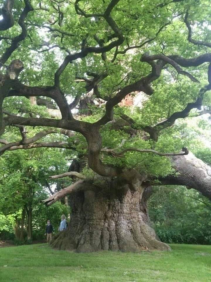 800 Year Outdated Oak Tree. It’s called Majesty, or the Fredville Oak, and is found in Fredville Park, Nonington, Kent.