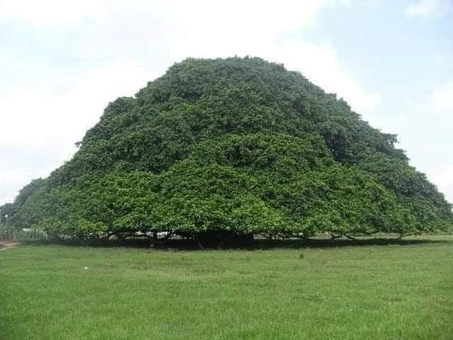 Colombia’s Largest Tree Is So Large in Diameter, It Has Grown Pillars to Enhance Its Branches,