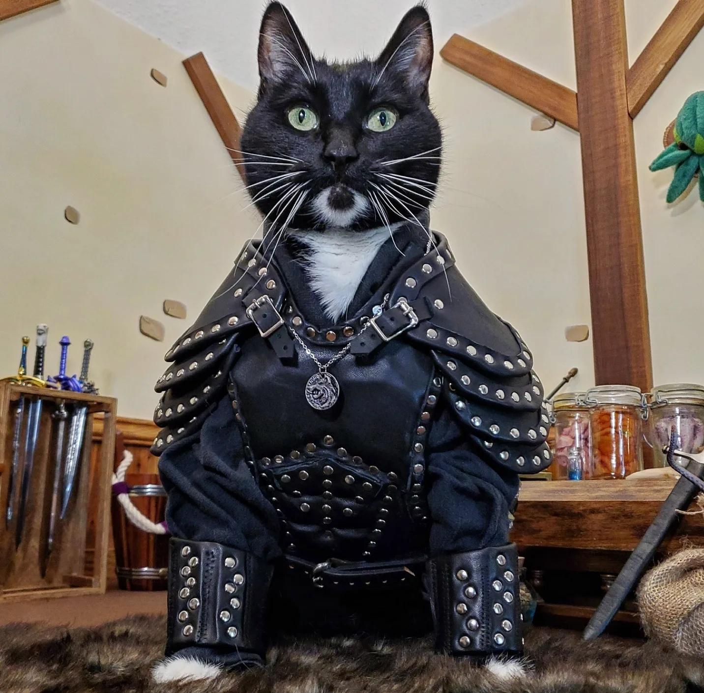 Cats in Armor