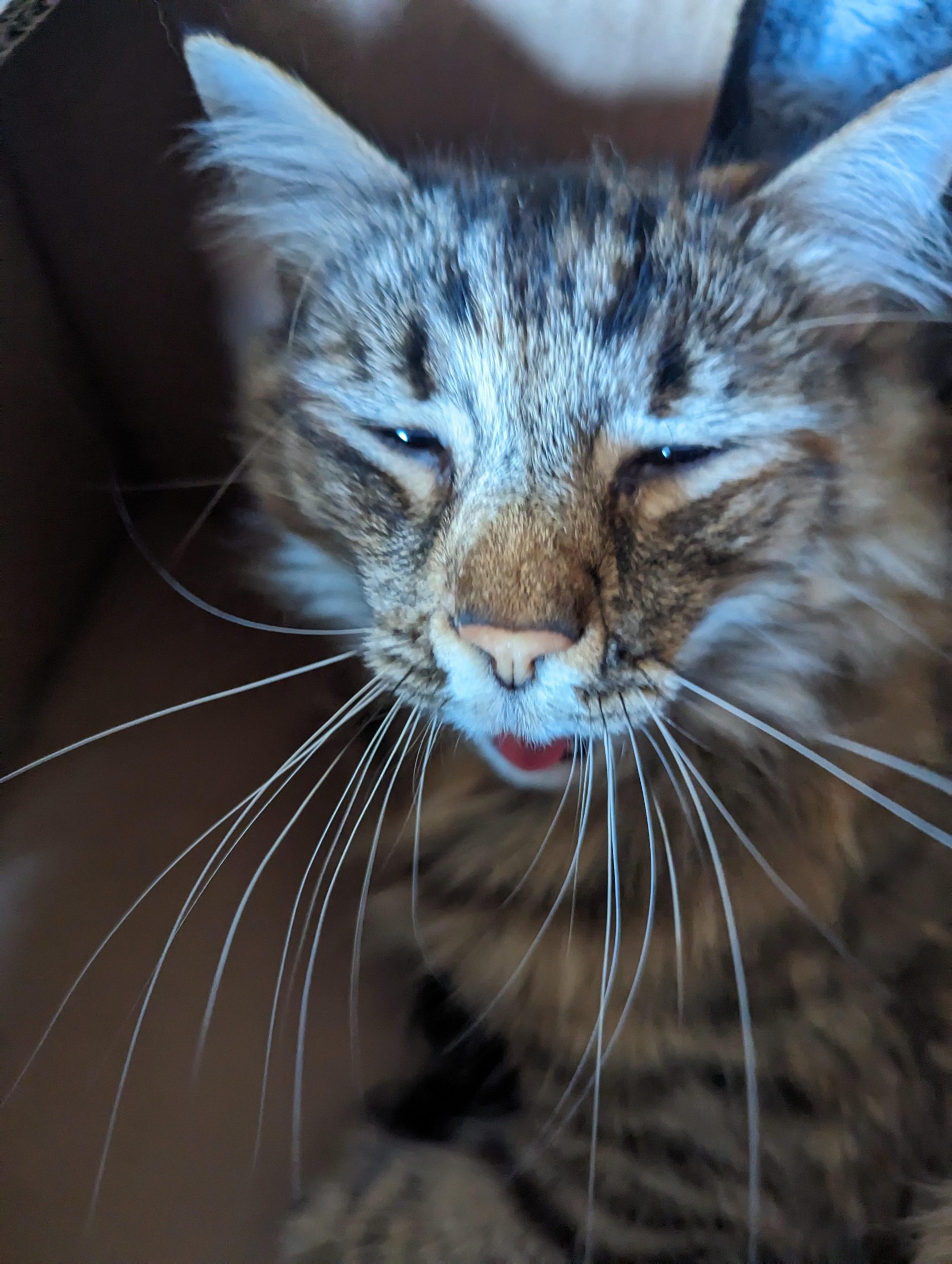Here is my cat about to yawn.