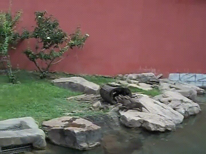 Or no longer it’s my cakeday so as to celebrate listed below are the otters of the Memphis zoo chasing a butterfly.