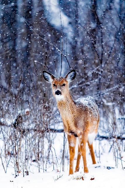 winter, snow, deer