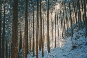 landscape, winter, forest