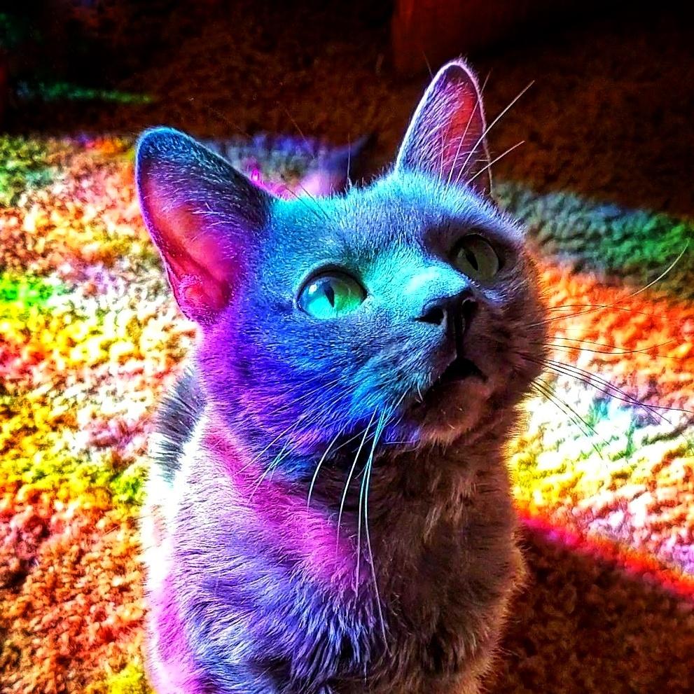 Bullet, my Rainbow Gratified pussycat entering this right here Pet Level to