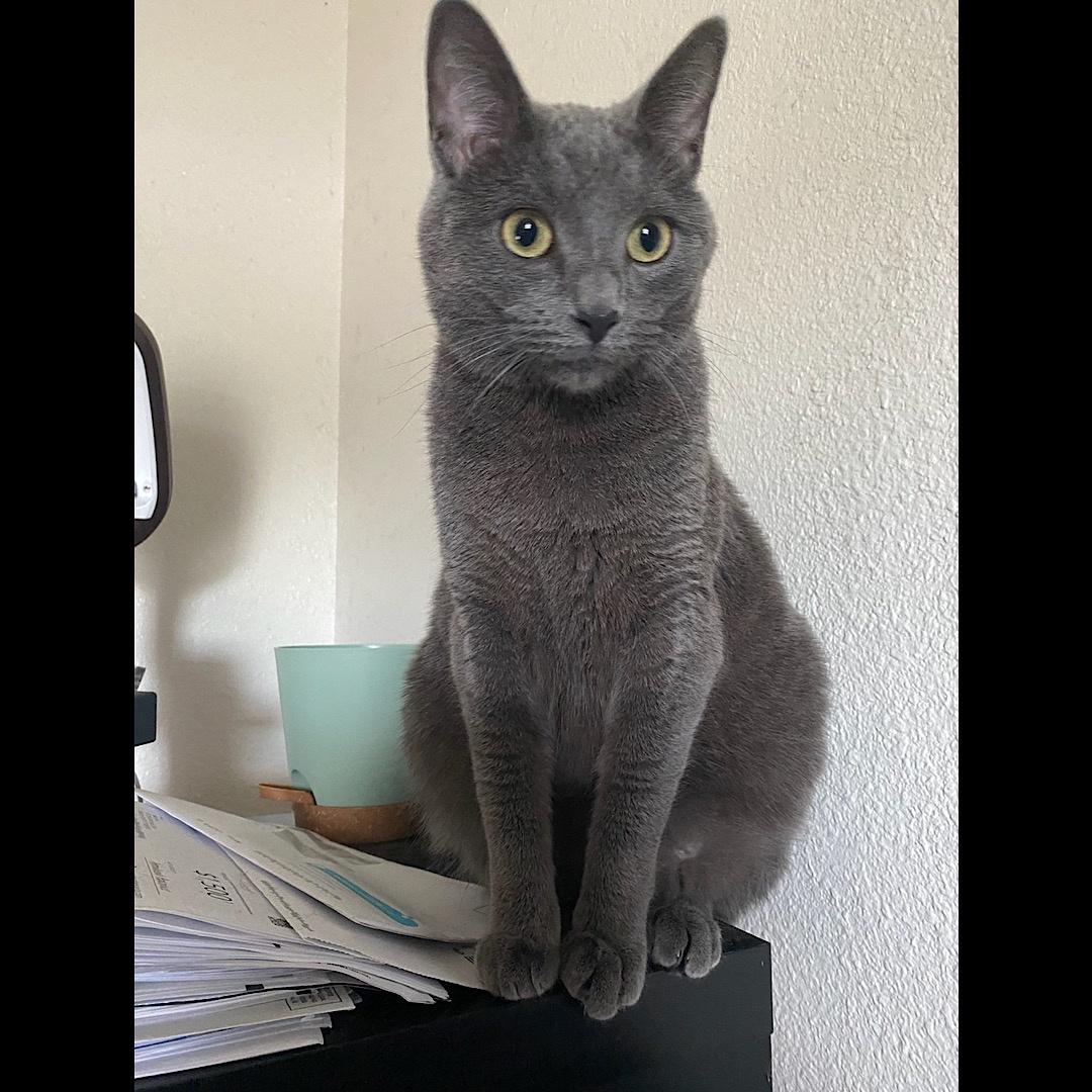 His name is Smoke … build of living off he’s all grey.
