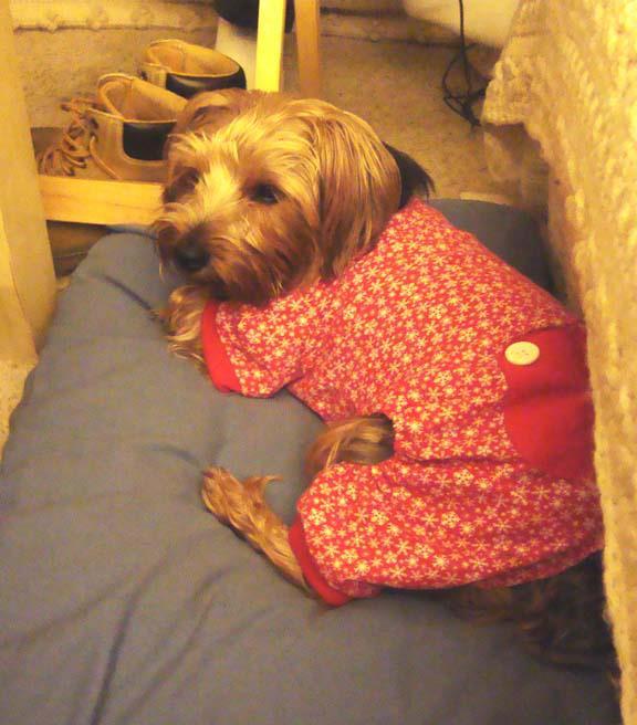 I rep to wear jammies after vet refer to!