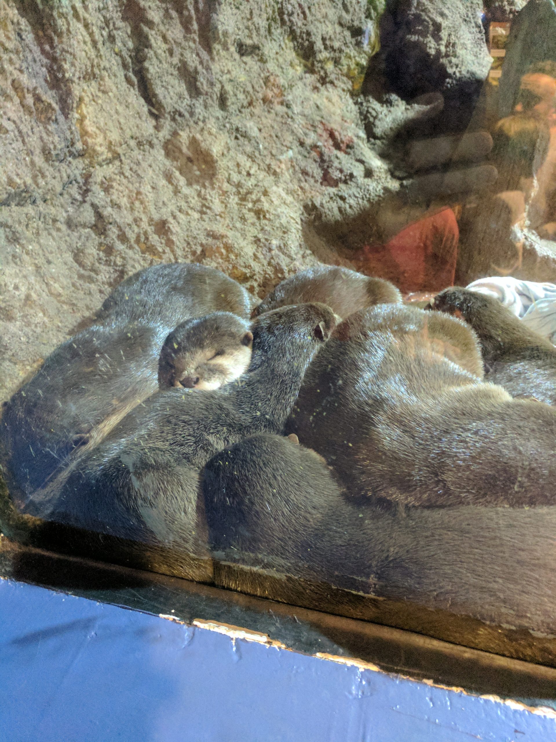 Appropriate a bunch of little one otters drowsing.