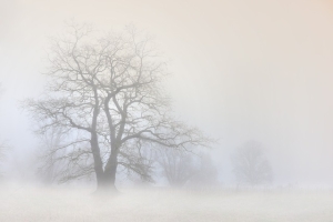 tree, fog, nature