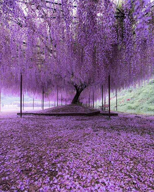 150 Yr Worn Wisteria Tree. The Ashikaga flower park in Tochigi, Japan.