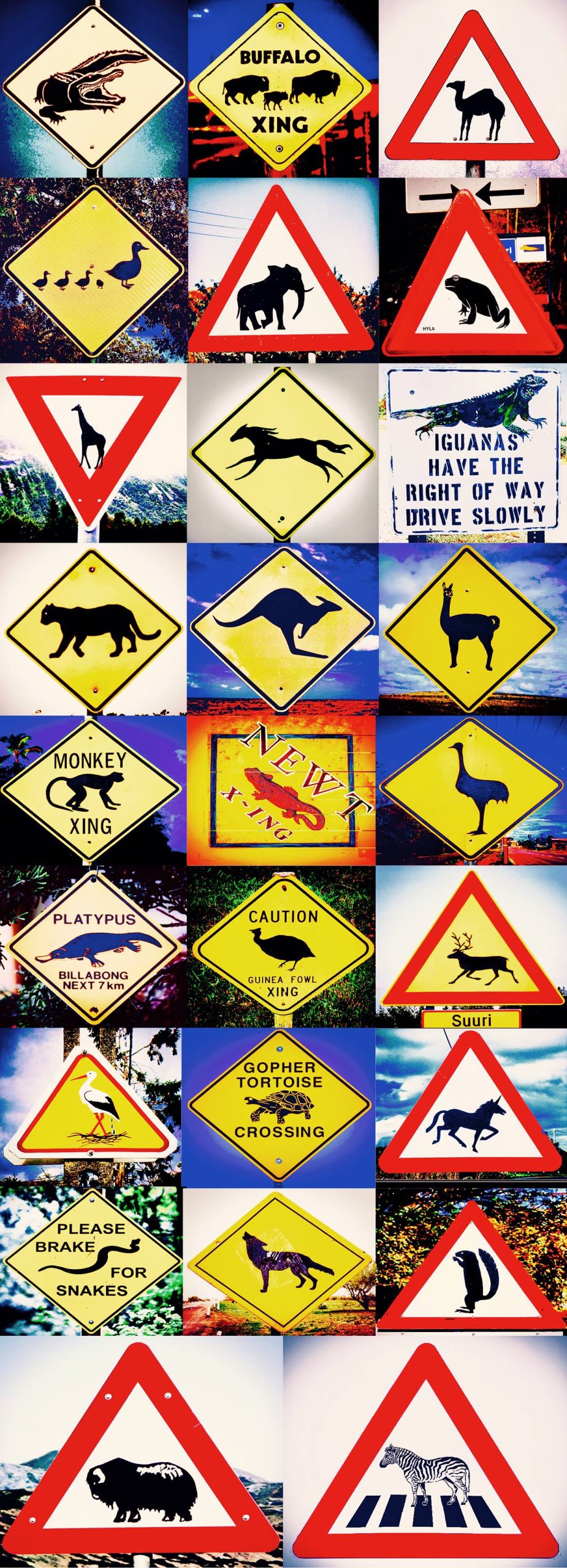 Animal Avenue Signal Alphabet