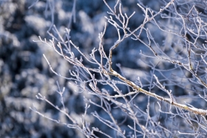 branches, snow, winter