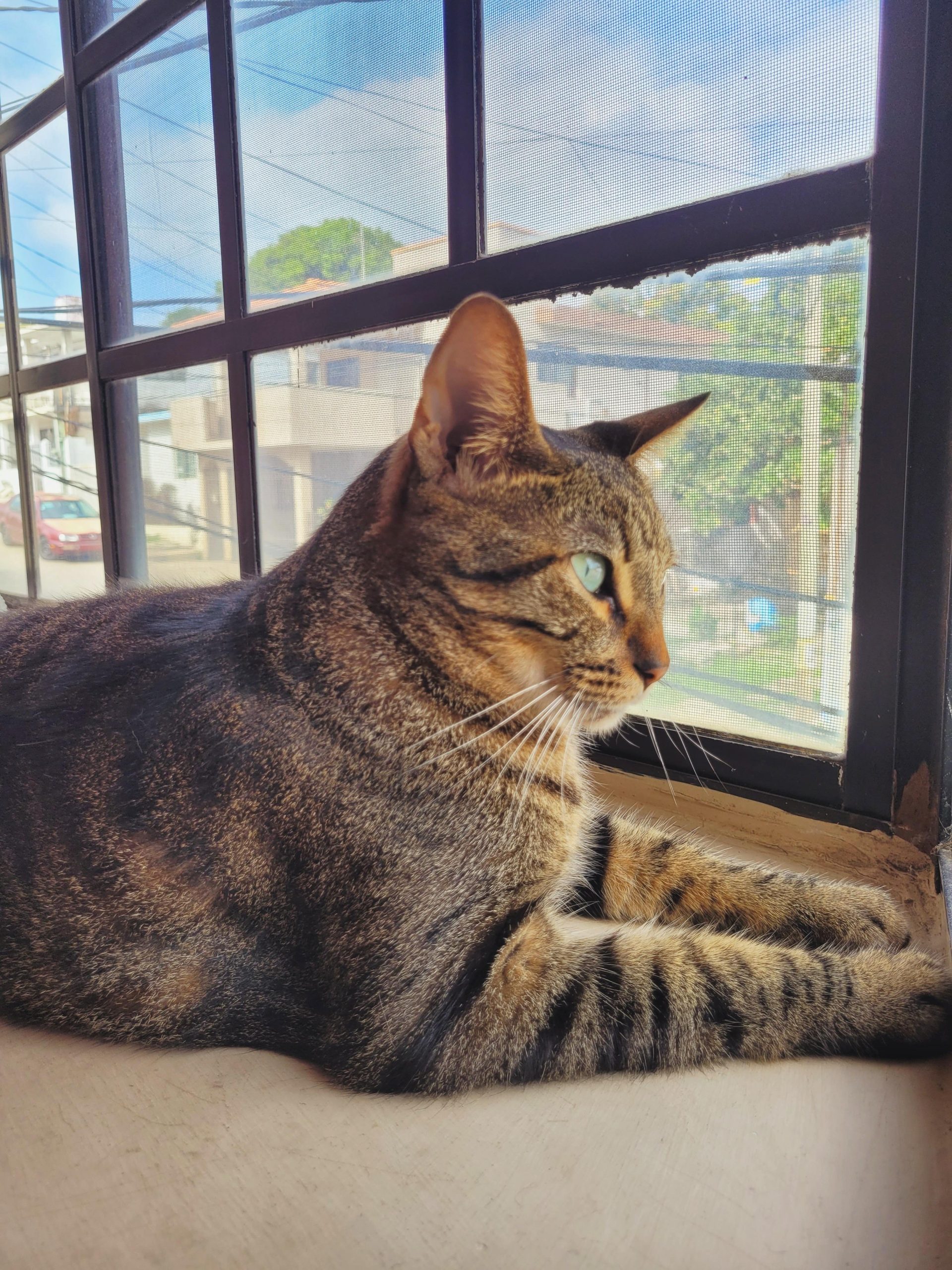 Meet Figaro
