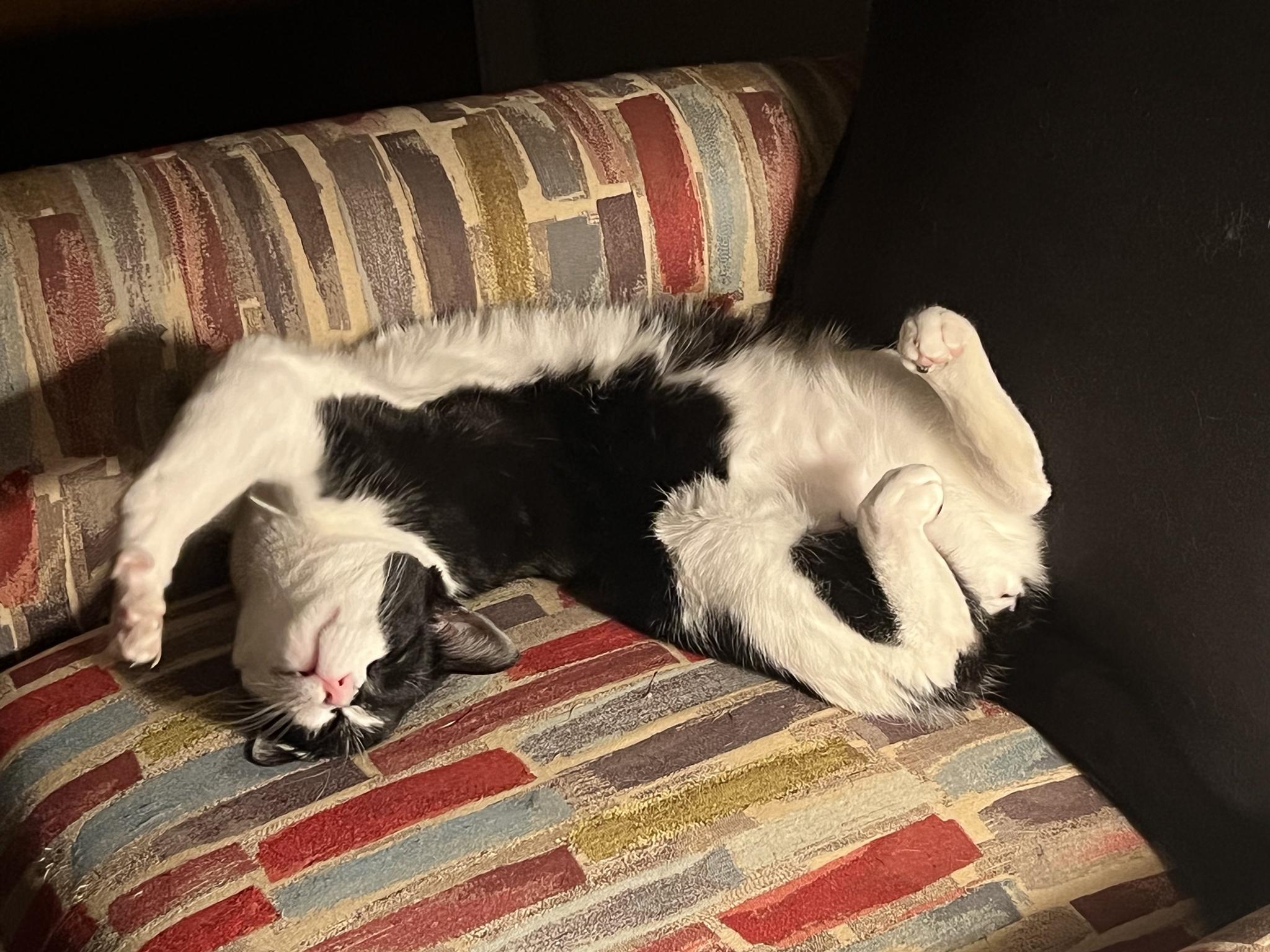 Loki: Cat Yoga Champion